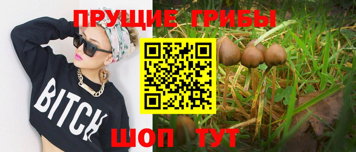 Псилоцибиновые грибы Psilocybine cubensis Дербент